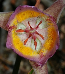 Calochortus persistens