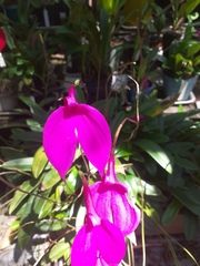 Masdevallia coccinea