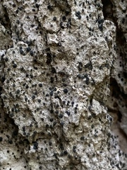 Cresponea chloroconia