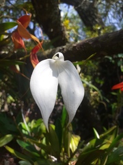 Masdevallia