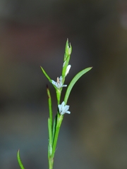 Polygonum spergulariiforme