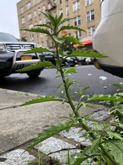 Dysphania ambrosioides