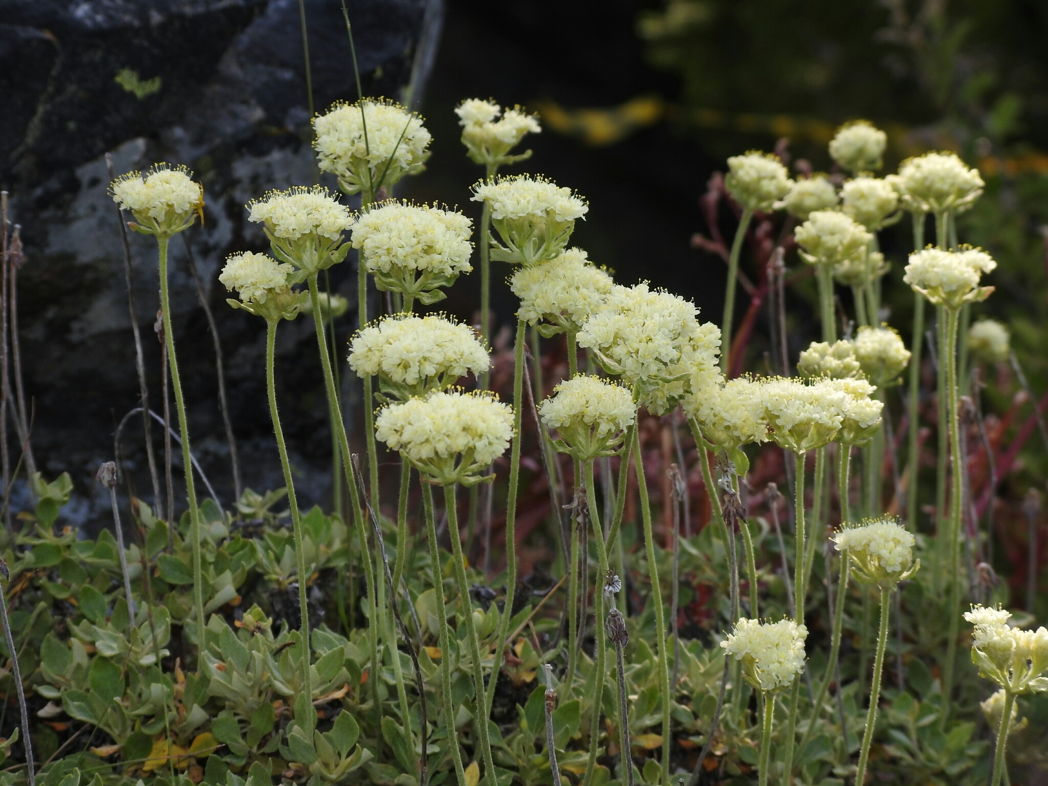 Eriogonum ursinum
