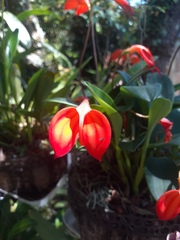 Masdevallia