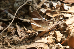 Abisara