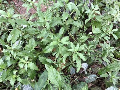 Dysphania ambrosioides