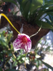 Orchidaceae