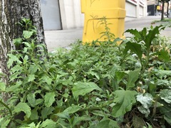 Dysphania ambrosioides