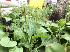 Plantago major