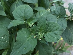 Solanum nigrum