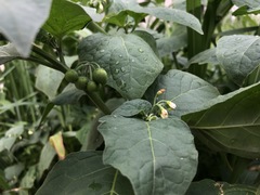 Solanum nigrum