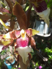 Orchidaceae