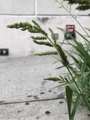 Echinochloa