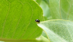 Brachiacantha uteella
