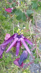 Passiflora umbilicata