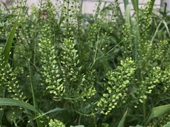 Lepidium virginicum