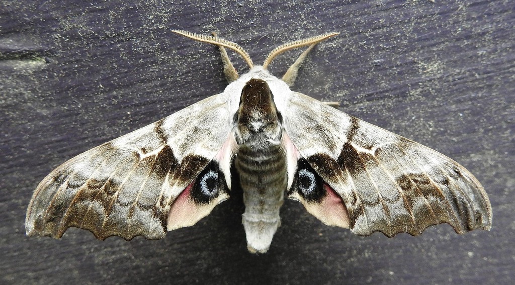 Eyed Hawkmoths