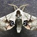 Eyed Hawkmoths - Photo (c) joannerusso, some rights reserved (CC BY-NC), uploaded by joannerusso