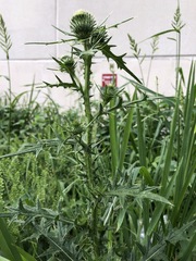 Cirsium vulgare