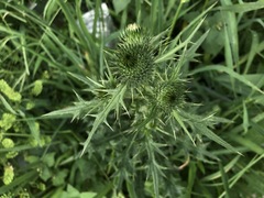 Cirsium vulgare