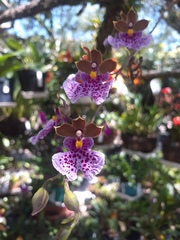 Orchidaceae