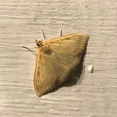 Crocidophora tuberculalis