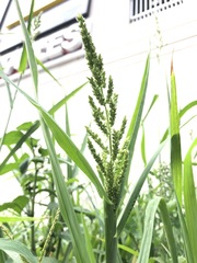 Echinochloa