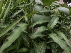 Persicaria