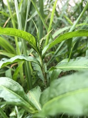 Persicaria
