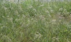 Stapfochloa