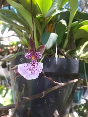 Orchidaceae