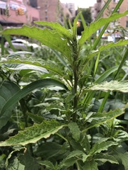 Dysphania ambrosioides