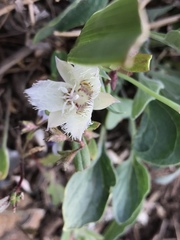 Calochortus westonii
