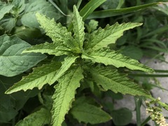 Dysphania ambrosioides