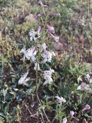 Delphinium gracilentum
