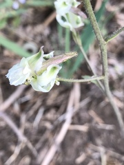 Delphinium gracilentum