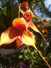 Masdevallia