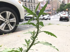 Dysphania ambrosioides