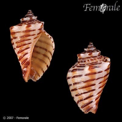 Pinaxia