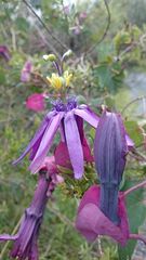 Passiflora umbilicata