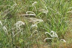 Stapfochloa