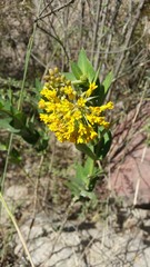 Asclepias barjoniifolia