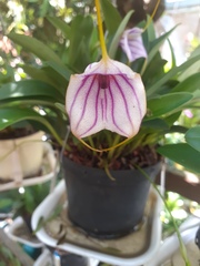 Masdevallia