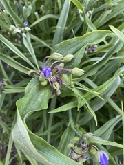 Tradescantia × andersoniana