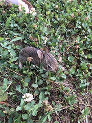 Sylvilagus floridanus