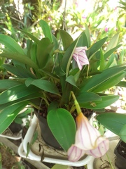 Masdevallia