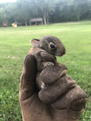 Sylvilagus floridanus