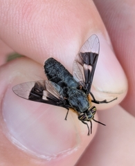 Chrysops cincticornis