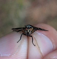 Chrysops cincticornis