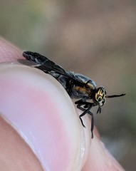 Chrysops cincticornis